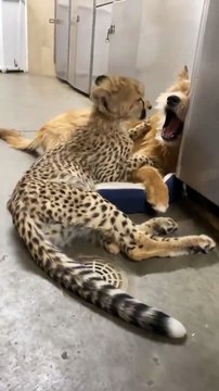 Cheetah cub and rescue pup are best friends at Cincinnati Zoo.