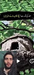 سبحان اللہ allah ki qweat birds na apna grr bnya insan ki tra #viralvideo #reals #you #hear #islamicpost