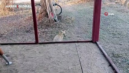 Tilki ile sohbeti gülümsetti: "Valla çok tatlısın, korkma"