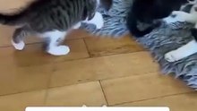 mommy kitty has mouse treat