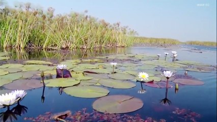グレートネイチャー １０ｍｉｎ． 海と陸 風のマジック！ ～アフリカ南部～