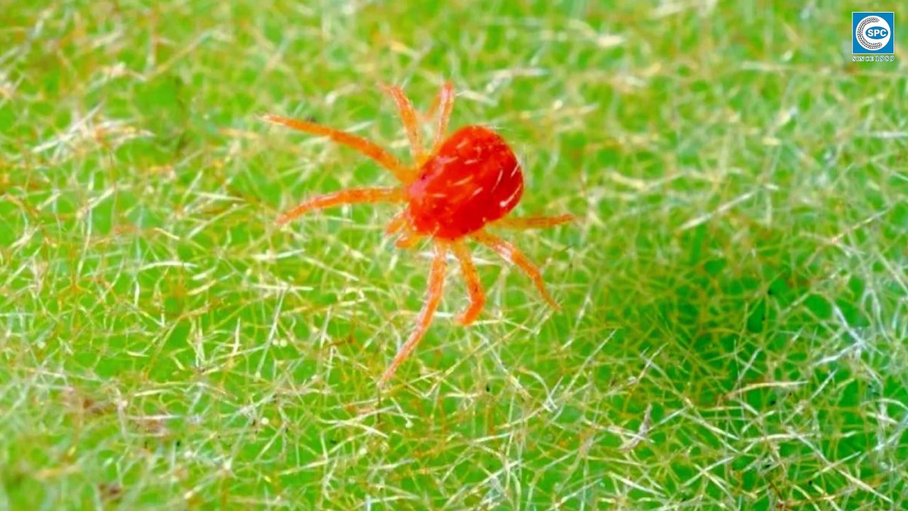 Cùng chuyên gia SPC nói về các dịch hại phổ biến trên dưa hấu