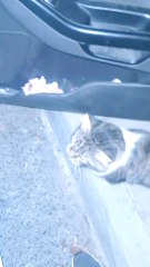 Cats enrich our lives in many ways. They give us comfort, companionship, joy, and a sense of purpose.