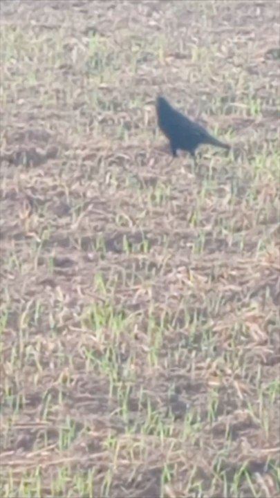 crow,