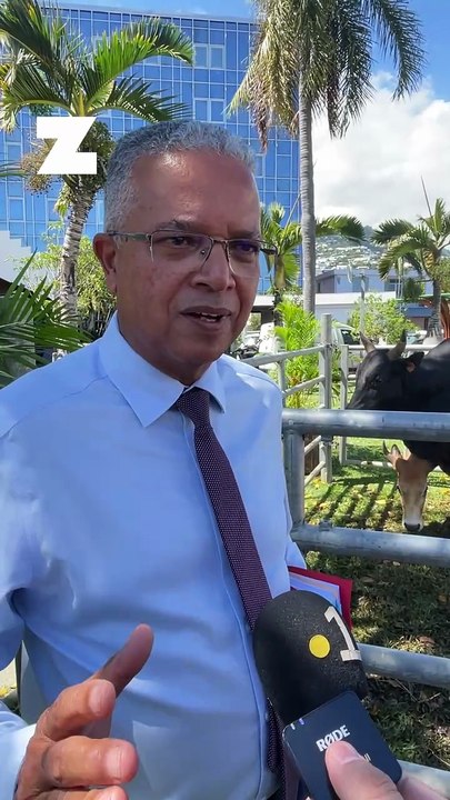 Le conseil départemental de La Réunion vote un plan de soutien aux éleveurs de bœufs moka
