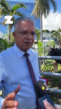Le conseil départemental de La Réunion vote un plan de soutien aux éleveurs de bœufs moka