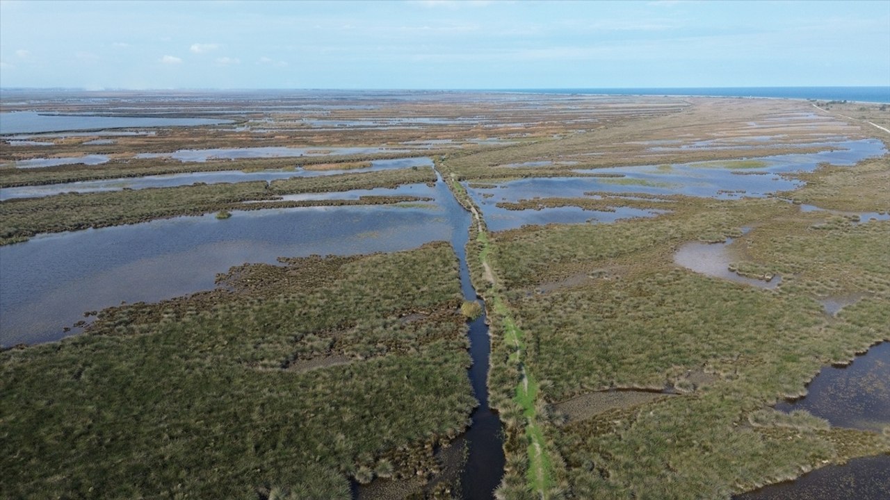 Kızılırmak Deltası Kuş Cenneti yeniden hayat buldu!
