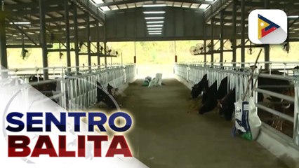 Milk production ng bansa, inaasahang lalakas pa sa tulong ng bagong bukas na National Dairy Authority stock farm sa Nueva Ecija | ulat ni Vel Custodio