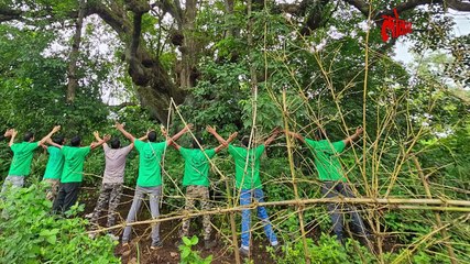 तब्बल ६०० वर्षे प्राणीपक्ष्यांना आसरा देणारा महाकाय वृक्ष, परदेशी पाहुणे येणार भेटीस