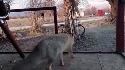 Tilkiyle sohbet eden genç herkesi gülümsetti