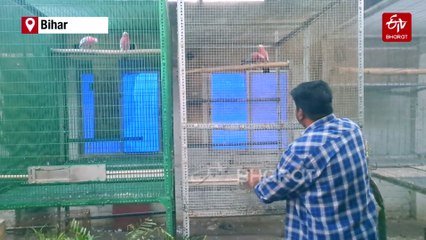House Of Parrots: Bihar Man Turns Home Into Exotic Bird Sanctuary Worth Lakhs