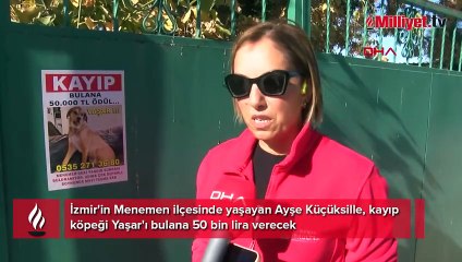 Kayıp köpek Yaşar için seferberlik: Sahibi sokak sokak dolaşıyor! Bulana 50 bin TL