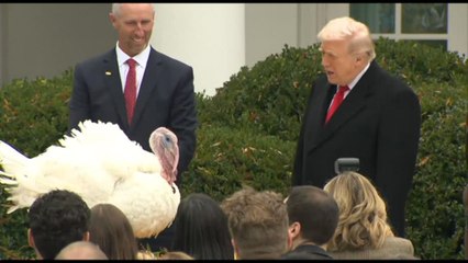 Trump grazia i tacchini ma trasforma la cerimonia in attacco politico