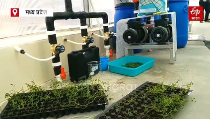 ना मिट्टी ना पानी, मध्य प्रदेश में हवा में उगाई जा रही हैं सब्जियां, एरोपोनिक टेक्नॉलोजी का कमाल