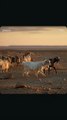hircus goats (for cashmere) in the gobi desert in asia.