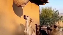 Viral animal videos – funny, cute, and heartwarming clips.