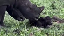 A group of curious white rhinos gently greet a newborn buffalo still finding its feet.