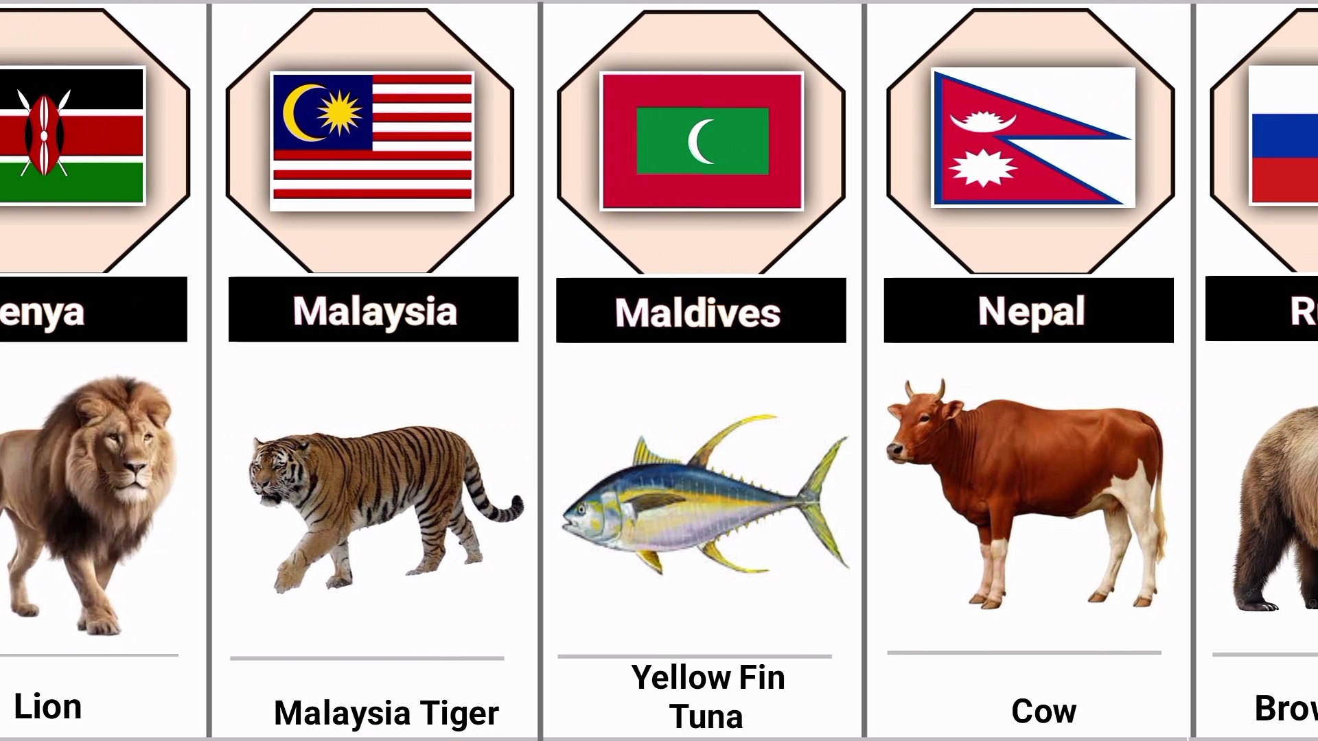 What Are The National Animals Of Countries
