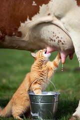 Cute cat milking cow