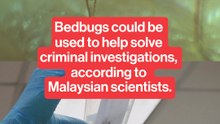 Bedbugs could be used to help solve criminal investigations, according to Malaysian scientists.
