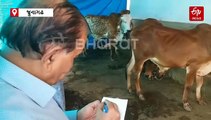 ગીર ગાય જ નહીં પણ ગીરના બુલ પણની પણ મોટી માંગ, વૈજ્ઞાનિકો બુલ ખરીદવા પહોંચ્યા કામધેનુ યુનિવર્સિટી