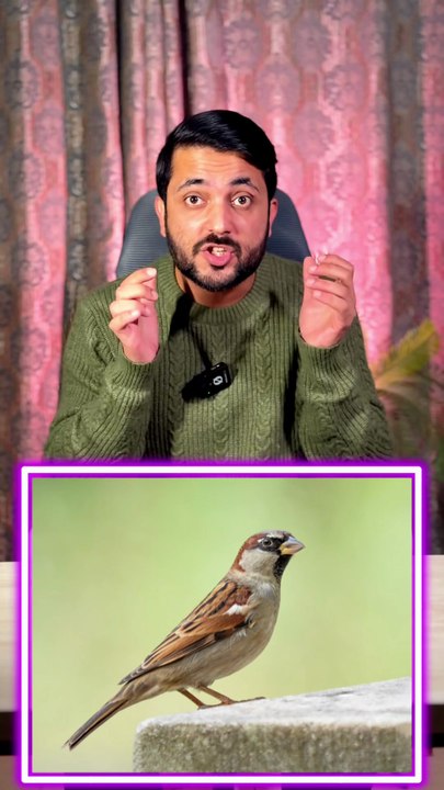 How sparrow are important