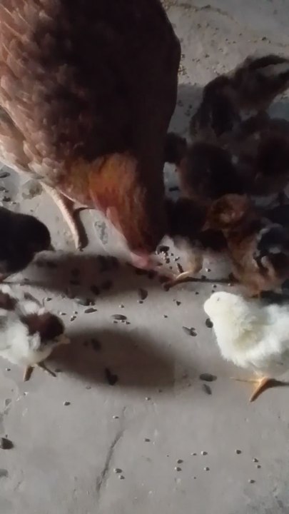 Newly Hactched Chicks