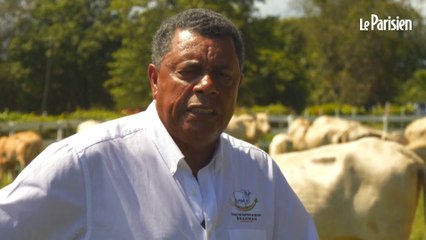 Martinique : une vache brahmane égérie du prochain salon de l'Agriculture