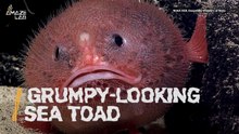 Meet the Sea Toad — the Ocean’s Funniest-Looking Creature.mp4