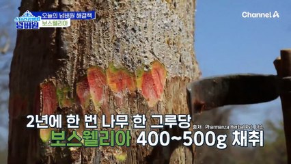 관절염 통증을 줄이고, 연골을 보호할 '보스웰리아'의 비밀?