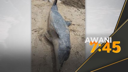 Ikan lumba-lumba ditemui terdampar di Sabak Bernam