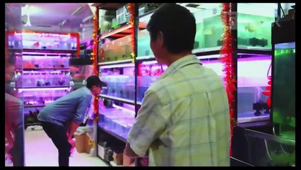 Grimes   Delicate Weapon Music Video