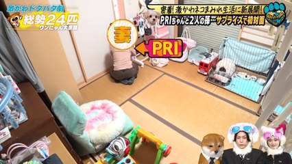 世界を救う！ワンにゃフル物語～柴と三毛と亀梨くん～2025年日11月26日MC：亀梨和也！21匹激かわマンチカン大家族＆遭難少女を助けた犬