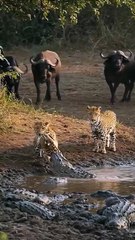Leopard Vs Crocodile above the river #wildlife #animals #wildanimals #documentary