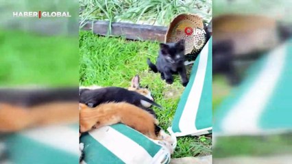 Kedi ve kirpilerin "süt kardeşliği"