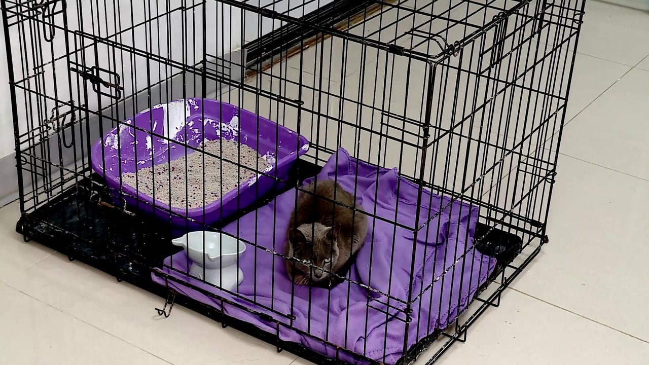 tn7-publireportaje-dos-pinos-261125