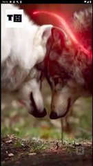 [EngSub] Bound To The Rebel Wolf