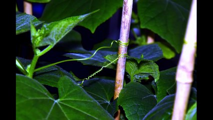 Vrille de concombre accrochée à son support