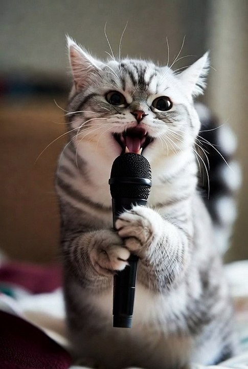 Cat song