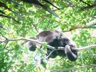 singes hurleur 2
