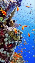 5 weird animal facts that'll leave you amazed #facts #animals #shorts #amazingfacts #viral