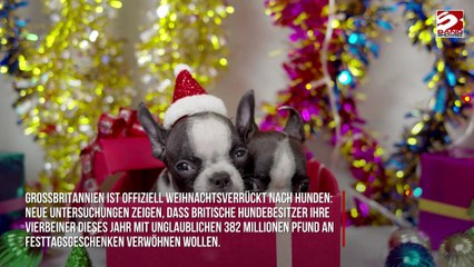 Briten geben 328 Millionen Pfund für Hunde zu Weihnachten aus – mehr als für Freunde und Familienmitglieder