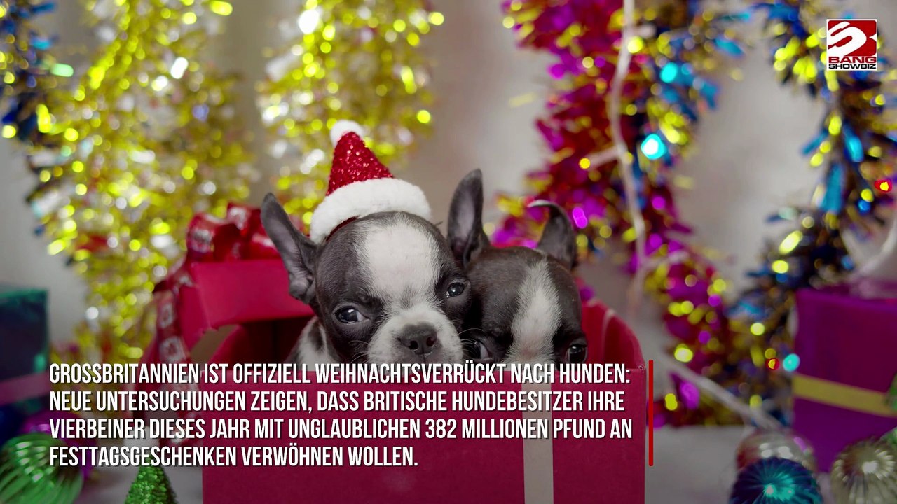 Briten geben 328 Millionen Pfund für Hunde zu Weihnachten aus – mehr als für Freunde und Familienmitglieder