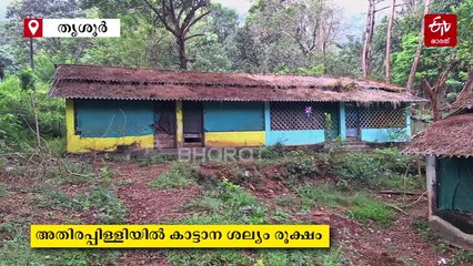 കാട്ടാന ശല്യത്തില്‍ പൊറുതിമുട്ടി അതിരപ്പിള്ളി; ലയങ്ങൾ തകർക്കുന്നു, എണ്ണപ്പന തോട്ടങ്ങൾ നശിപ്പിക്കുന്നത് പതിവ്