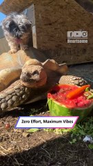 Yorkie Riding Tortoise Like a Tiny Emperor | Cutest Ride Ever! 🐢🐶|| Heartsome 💖