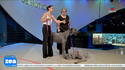 ¡Adopta no compres! Matilda y Carlota están en busca de una familia amorosa