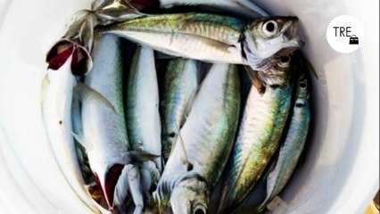 De pescado de pobres a sustituto del salmón: una auténtica bomba de nutrientes pero mucho más barato