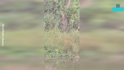 Tiger Faces off With Crocodile in Tense Waterhole Standoff