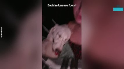 Dog Rescued After Being Hit by Car