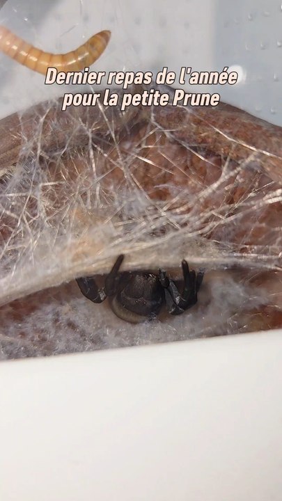 Petit nourrissage de la petite Prune, elle est toujours aussi adorable et j'espère que vous l'aimez toujours autant !Déjà 2 ans que je l'ai avec moi. J'espère qu'elle vivra encore longtemps ! ☺️